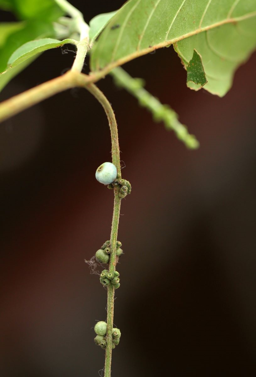 Bertiera aethiopica