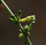 Bertiera aethiopica