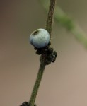 Bertiera aethiopica