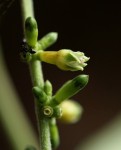 Bertiera aethiopica