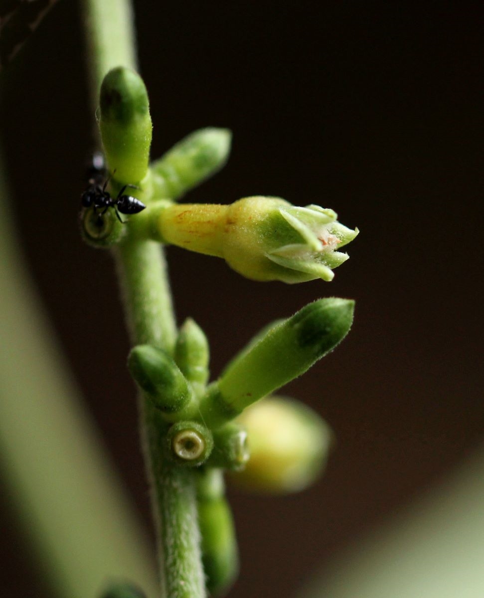Bertiera aethiopica