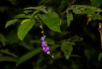 Bertiera aethiopica