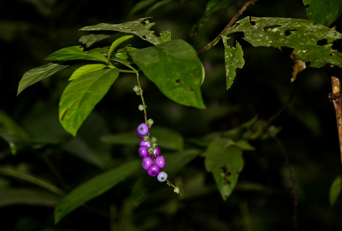 Bertiera aethiopica