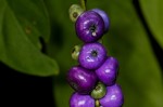 Bertiera aethiopica