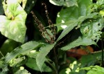 Polyspatha paniculata