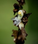 Polyspatha paniculata
