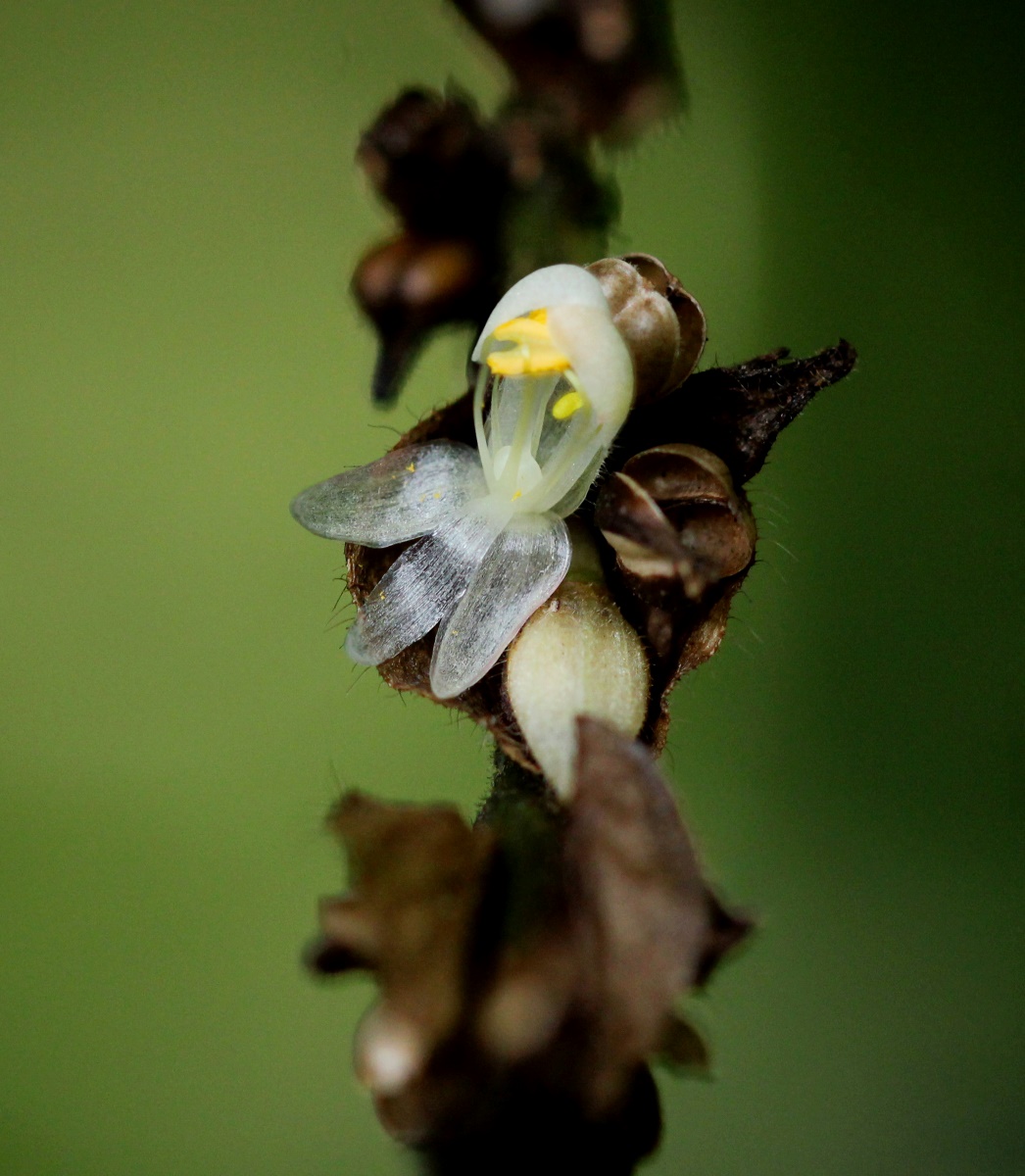 Polyspatha paniculata