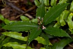 Stanfieldiella imperforata var. glabrisepala