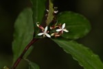 Stanfieldiella imperforata var. glabrisepala