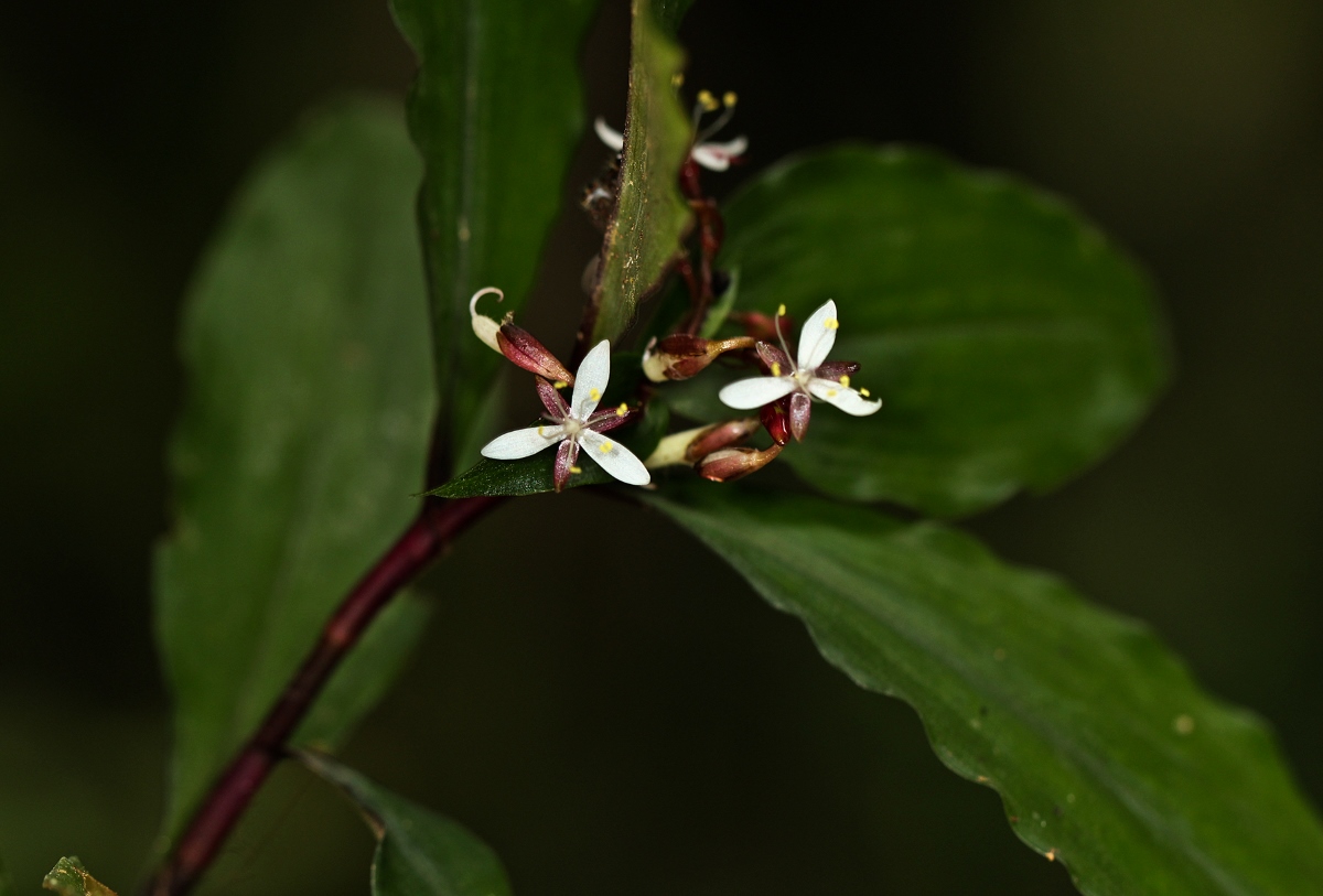 Stanfieldiella imperforata var. glabrisepala