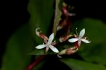 Stanfieldiella imperforata var. glabrisepala