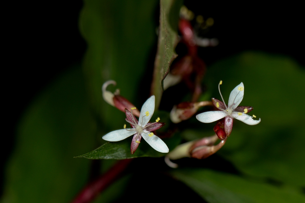 Stanfieldiella imperforata var. glabrisepala