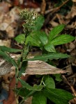 Stanfieldiella imperforata var. glabrisepala