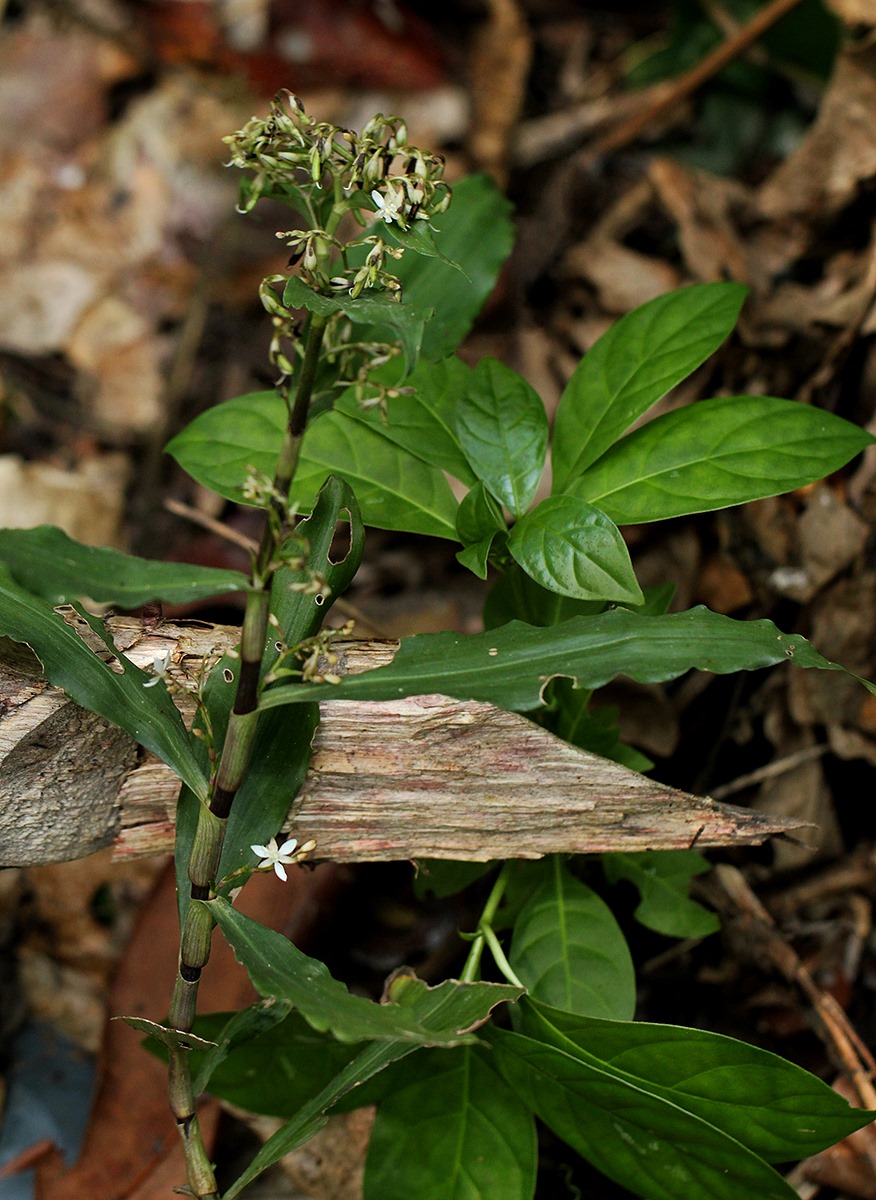 Stanfieldiella imperforata var. glabrisepala