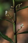 Stanfieldiella imperforata var. glabrisepala