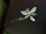 Stanfieldiella imperforata var. glabrisepala