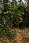 Bersama yangambiensis