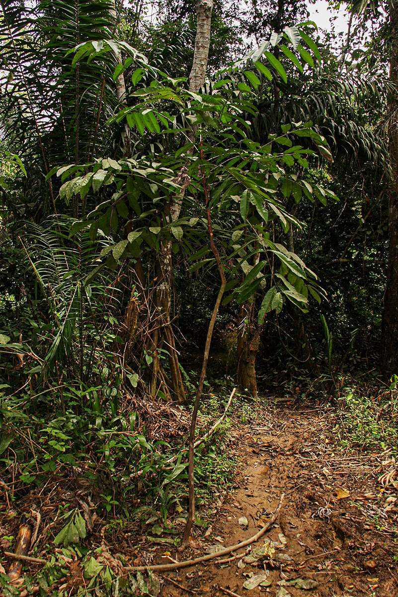 Bersama yangambiensis