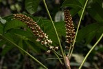 Bersama yangambiensis