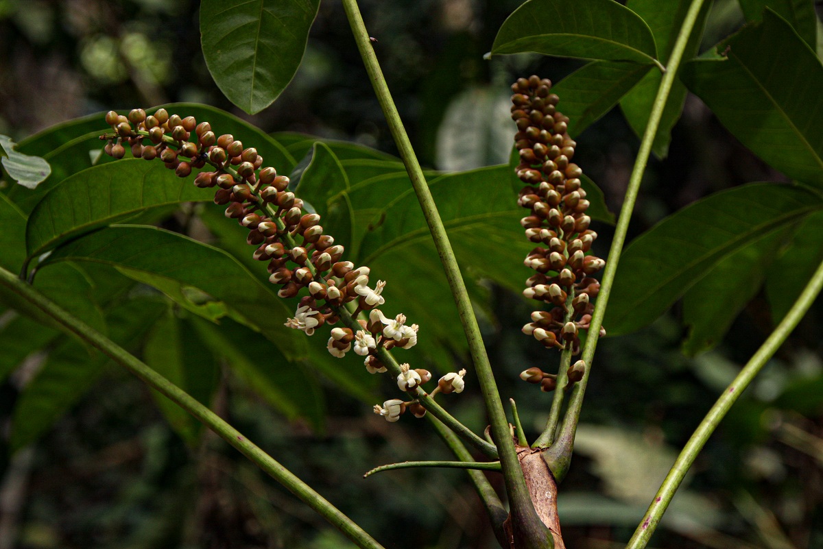 Bersama yangambiensis