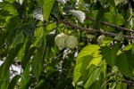 Caloncoba crepiniana