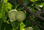 Caloncoba crepiniana