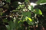 Macaranga monandra