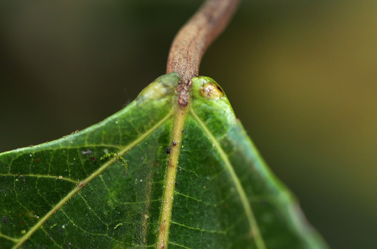 Macaranga monandra