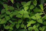 Croton hirtus