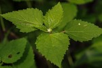 Croton hirtus