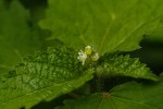 Croton hirtus