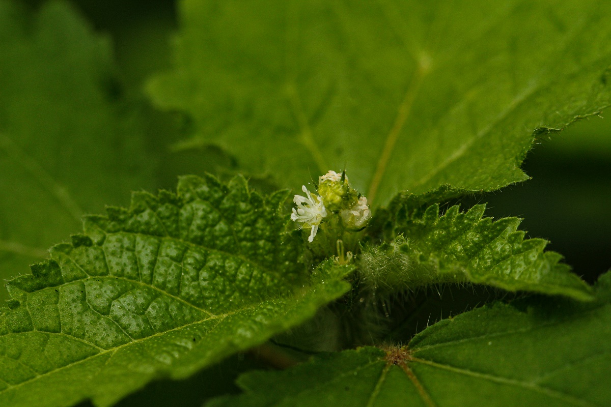 Croton hirtus