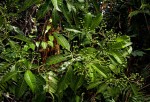 Rauvolfia vomitoria