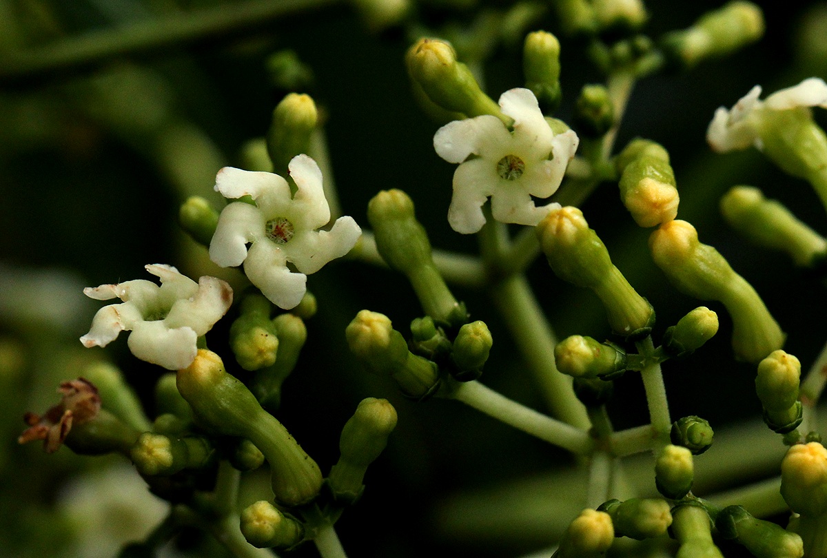 Rauvolfia vomitoria