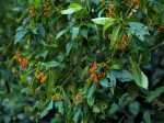 Rauvolfia vomitoria