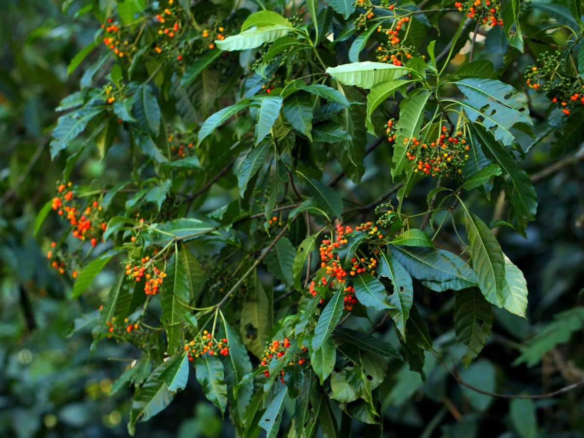 Rauvolfia vomitoria