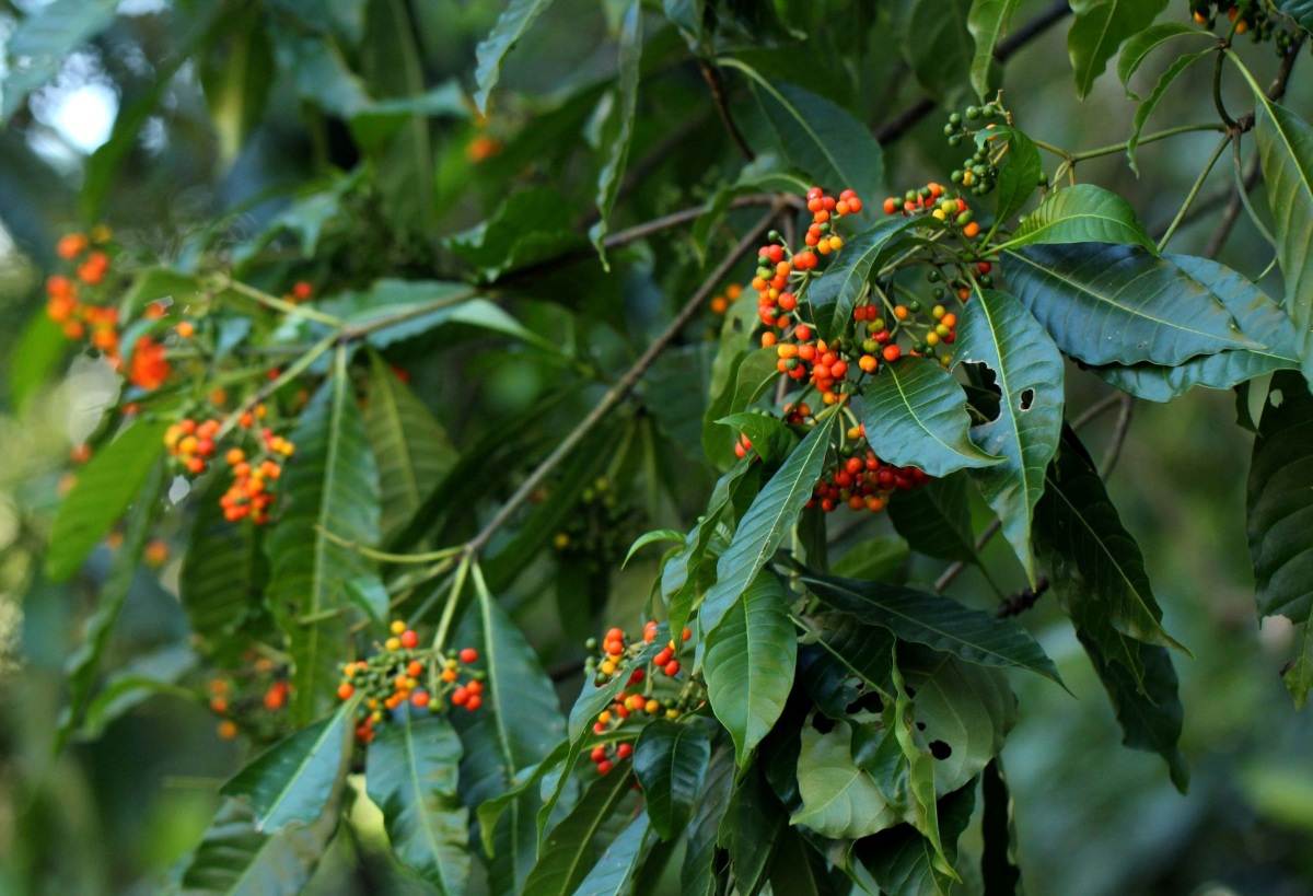 Rauvolfia vomitoria