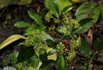 Rauvolfia vomitoria