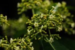 Rauvolfia vomitoria