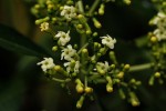 Rauvolfia vomitoria