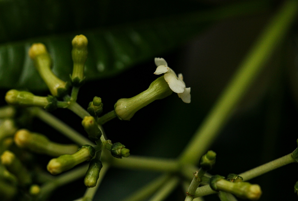 Rauvolfia vomitoria