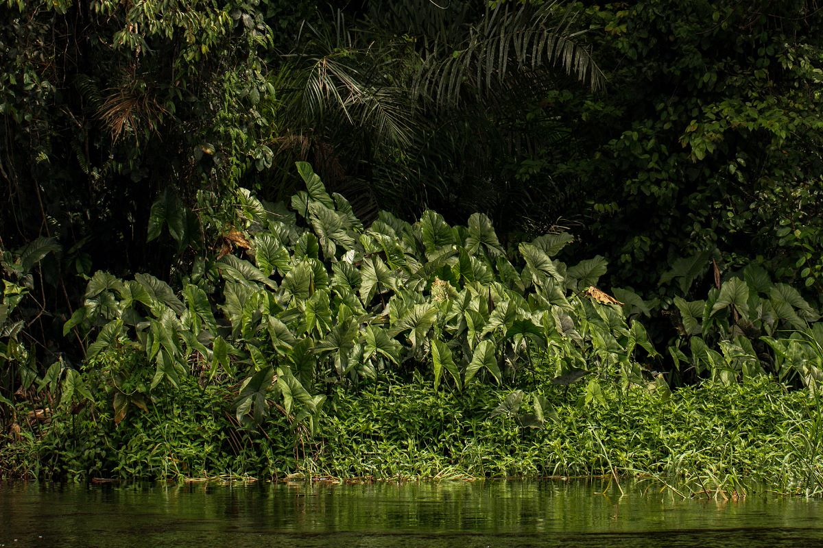 Lasimorpha senegalensis