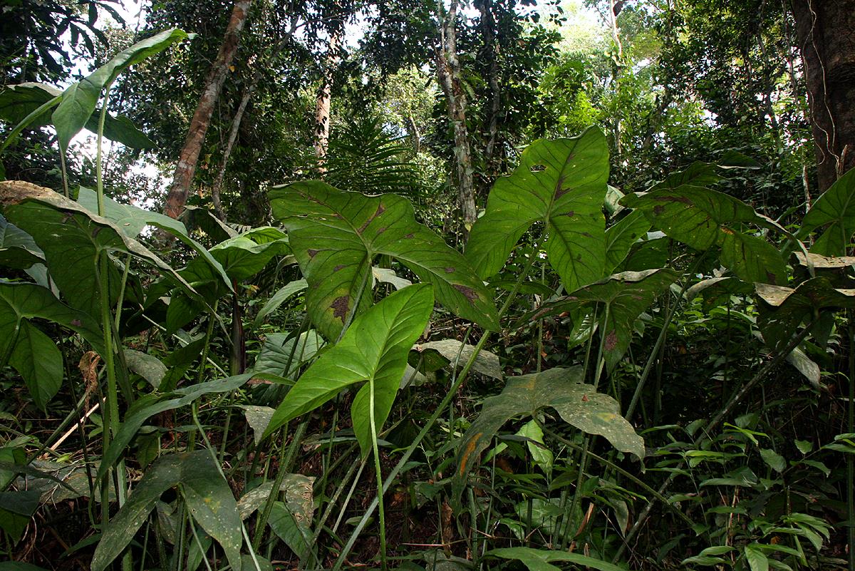 Lasimorpha senegalensis