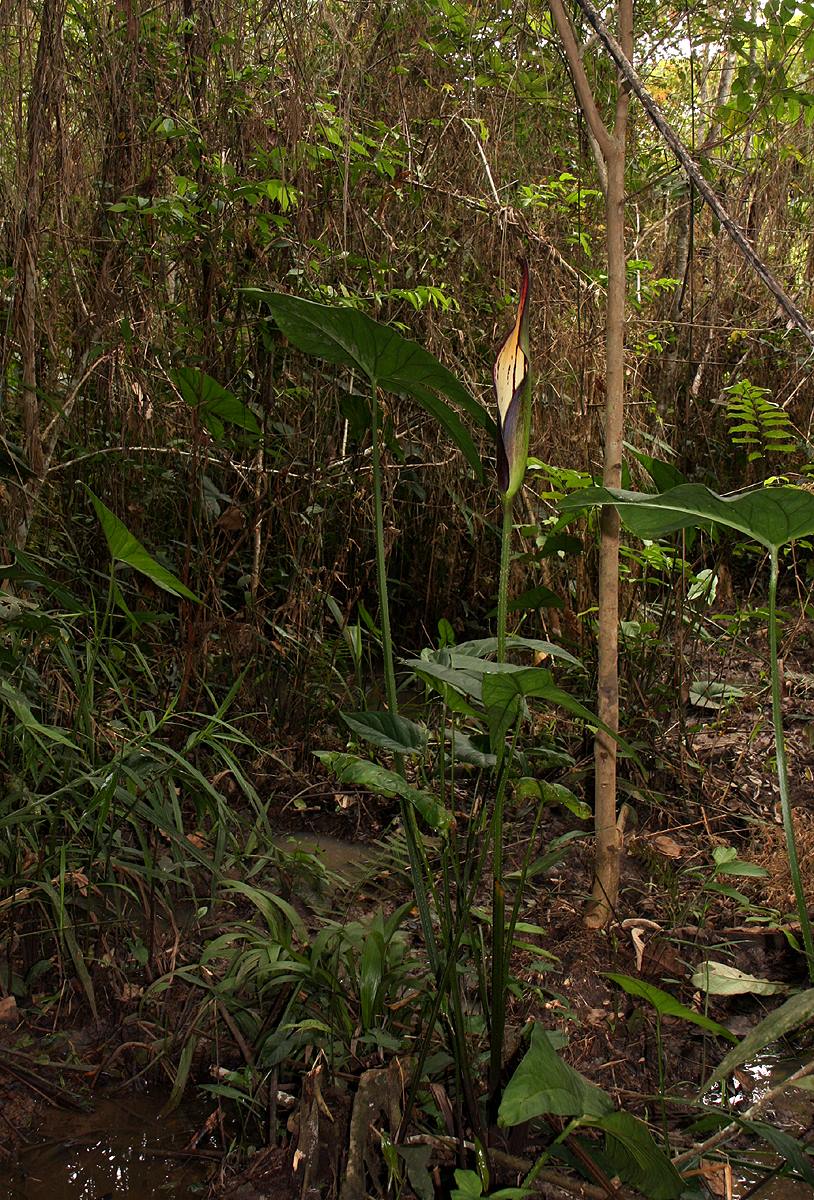 Lasimorpha senegalensis