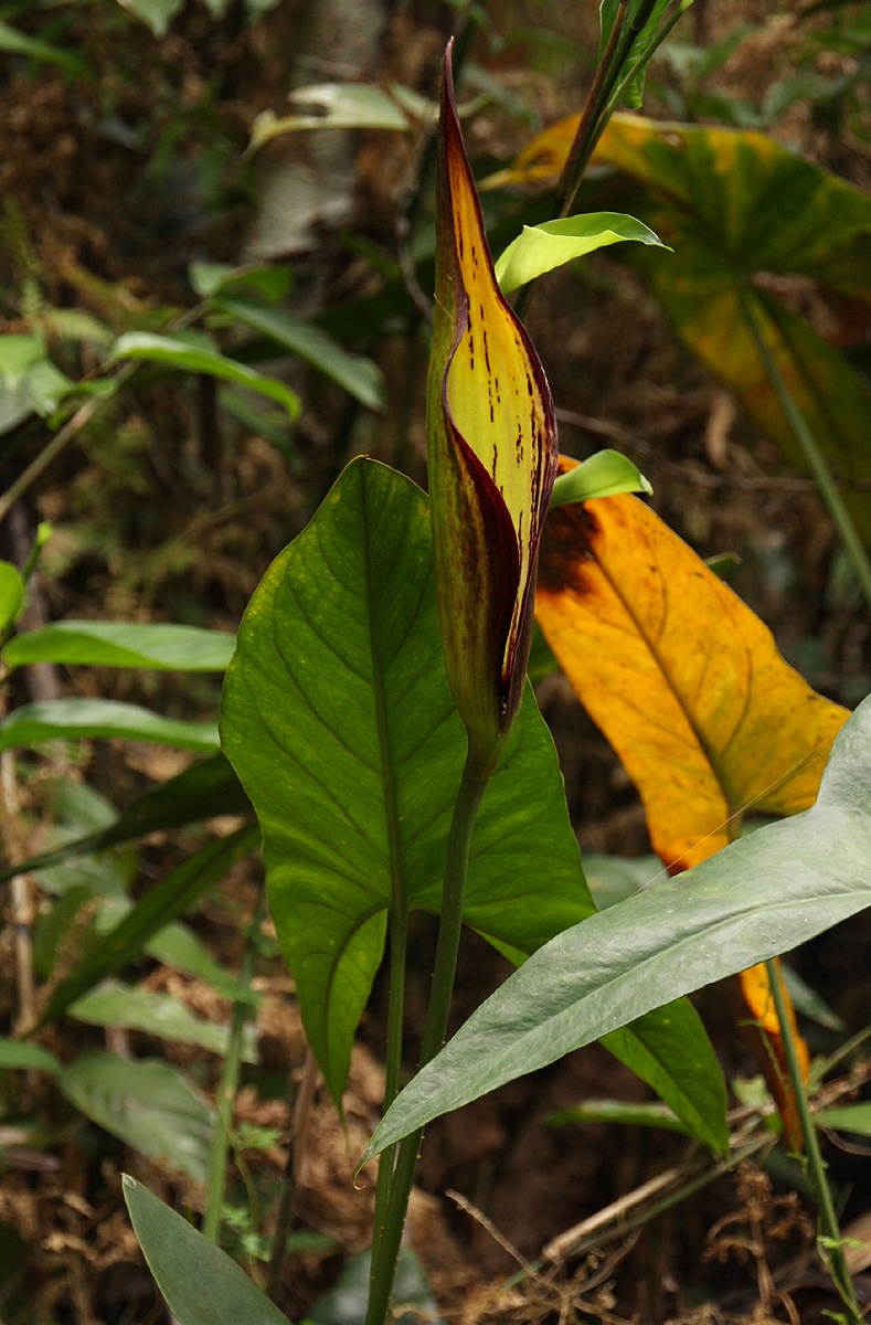 Lasimorpha senegalensis