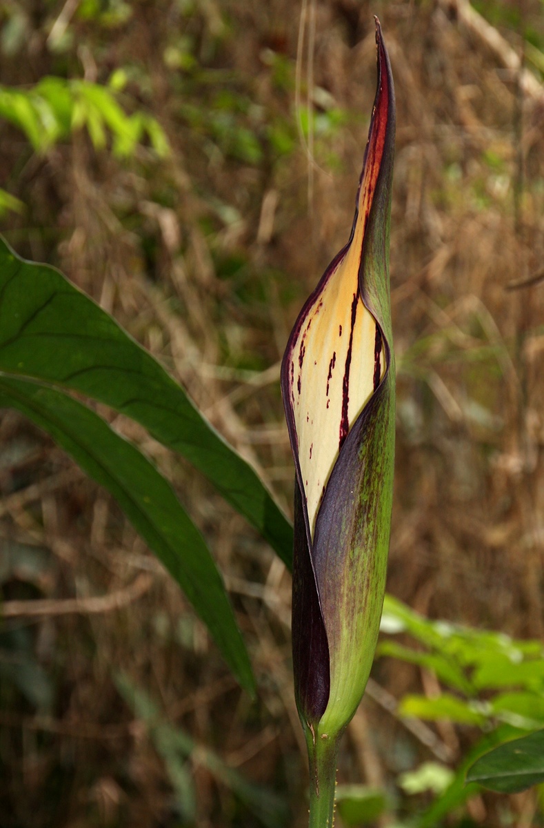 Lasimorpha senegalensis