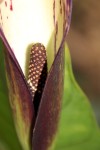 Lasimorpha senegalensis