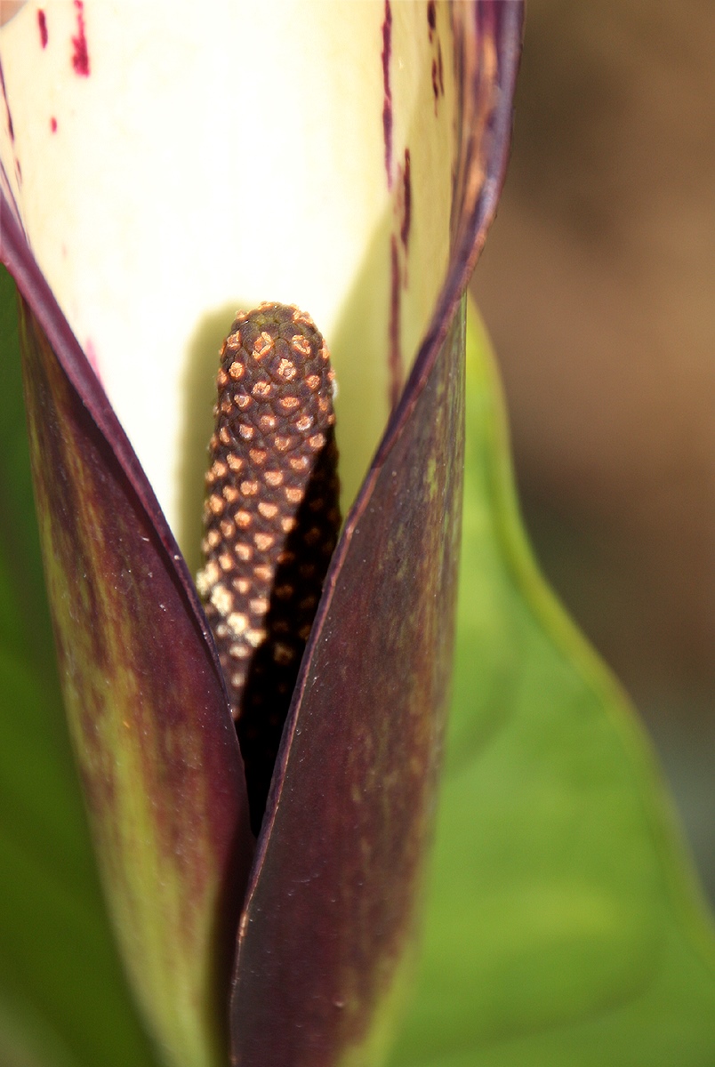 Lasimorpha senegalensis
