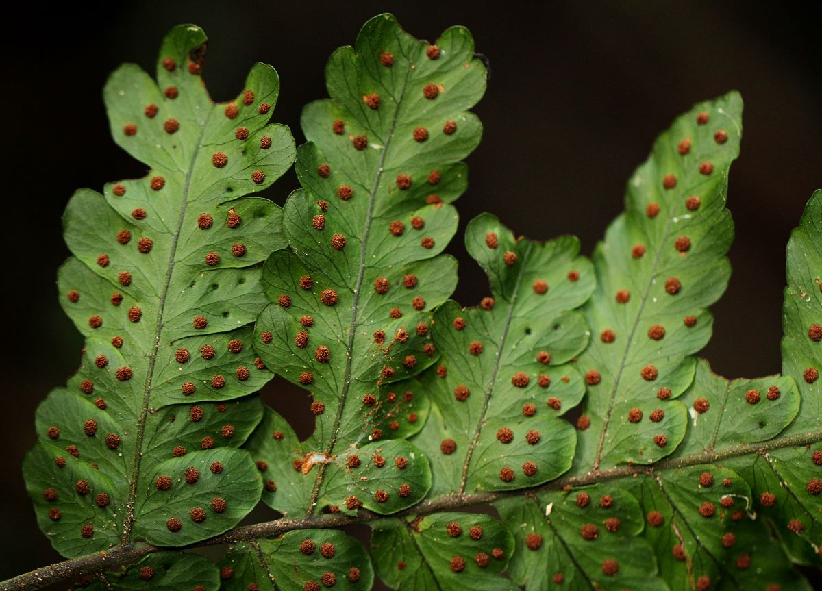Triplophyllum protensum