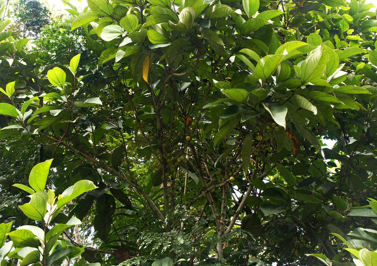 Bellucia pentamera